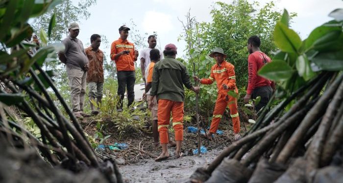 IWIP Sets New Benchmark for Industrial Environmental Stewardship with Massive Mangrove Restoration in East Halmahera